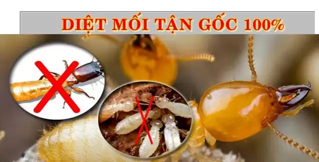 Trang Chủ