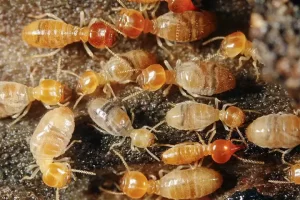 Diệt Mối Thịnh Thế